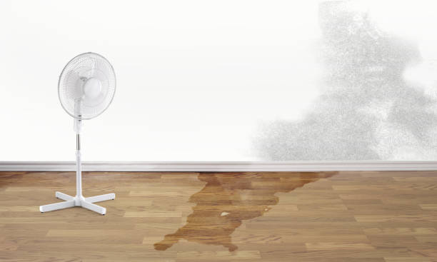 Best Ceiling water damage repair  in Cross City, FL